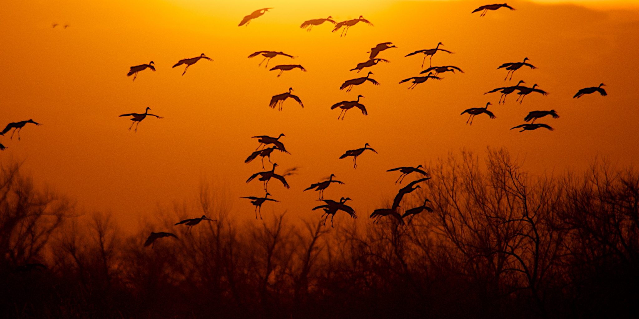 Nebraska Sandhill cranes at the crane trust